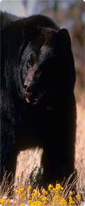 Black Bear